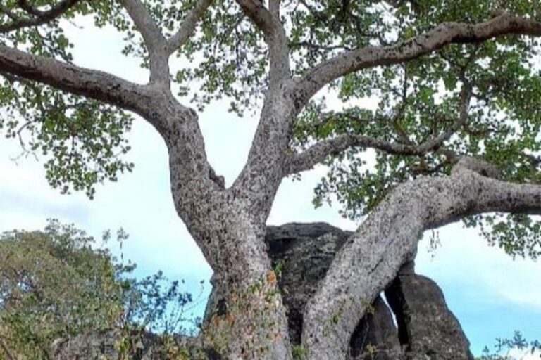 Some fig trees can turn CO2 into stone, a hidden talent that could fight climate change