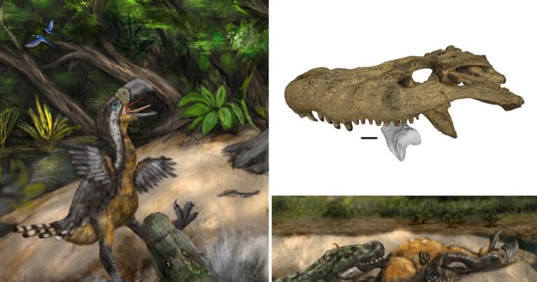 [Paleontology • 2025] Direct evidence of trophic interaction between a crocodiliform and a large terrorist bird in the middle Miocene of the sale, Colombia