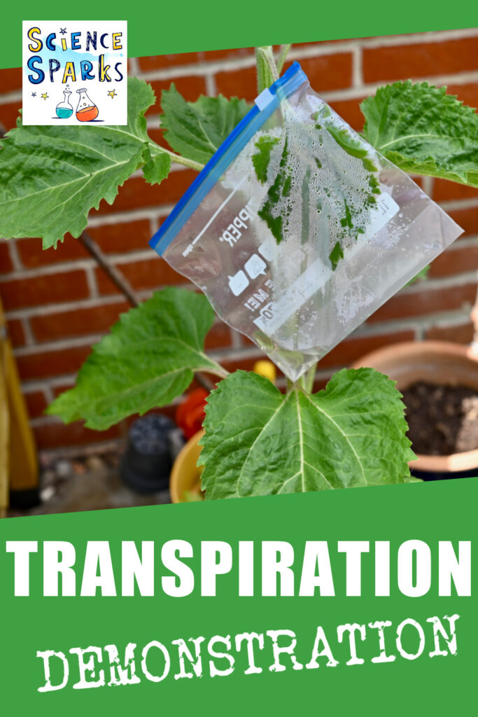 Simple plants perspiration experiment
