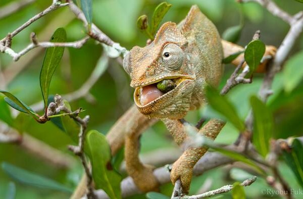 The peanut of the Madagascar lizard