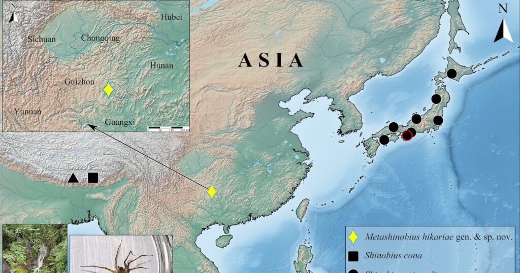 Metashinobius gen. Nov., the second Asian genre with non -clear subfamily placement of Trehaleidae (Araneae, Lycosoid) of the southwest China, with the description of a new species