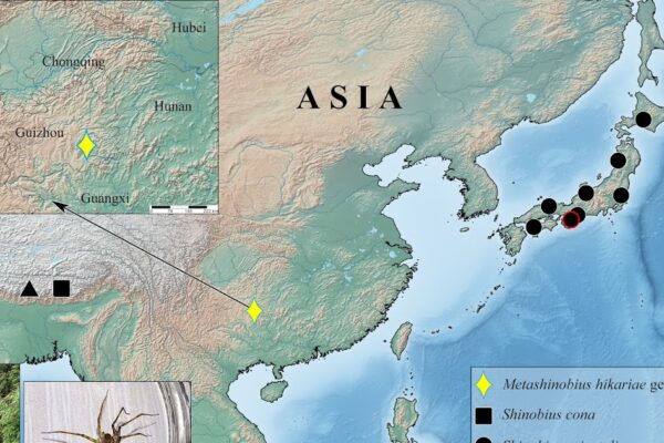 Metashinobius gen. Nov., the second Asian genre with non -clear subfamily placement of Trehaleidae (Araneae, Lycosoid) of the southwest China, with the description of a new species