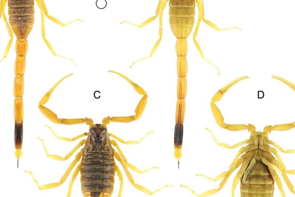 Leiurus fezzanensis sp. north. From the province of Fezzan, Libya (Scorpions: Buthidae)