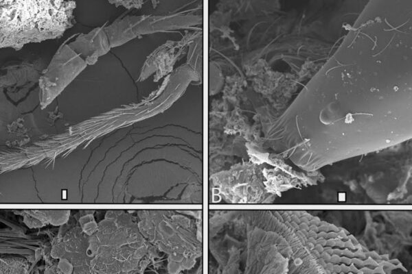 Carnivory evidence for harvesters in Belize based on stable nitrogen isotopes and fecal samples