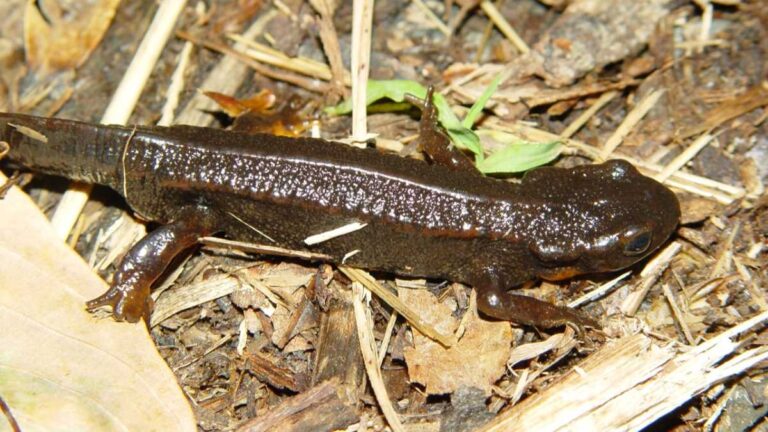 We are not in the middle of a sixth mass extinction event, still