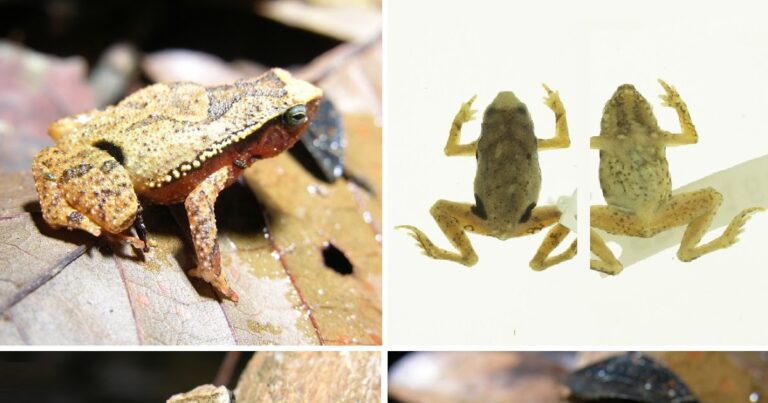 Microhylidae) from Sabah, Malaysia [Composition and Distribution of Frogs in Crocker Range Park, Sabah, Malaysia]