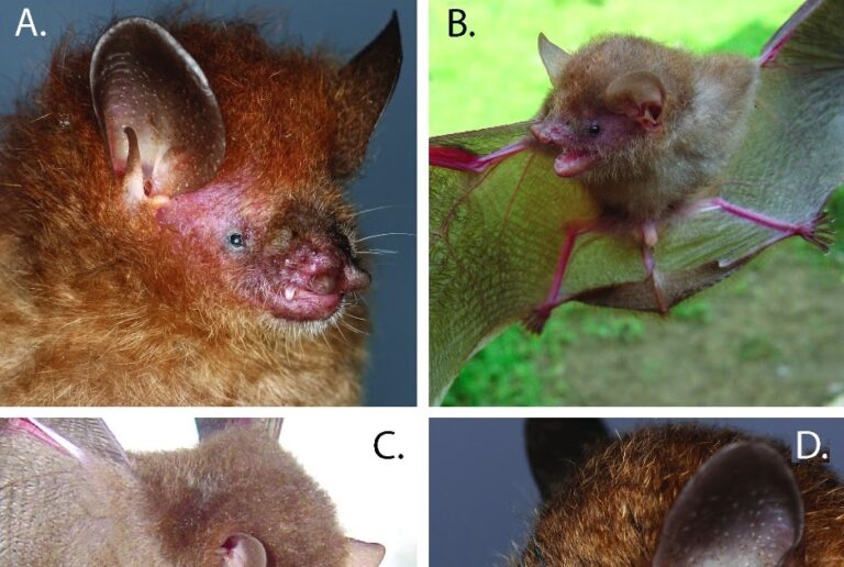 Evenings), of the Philippines with descriptions of six new species