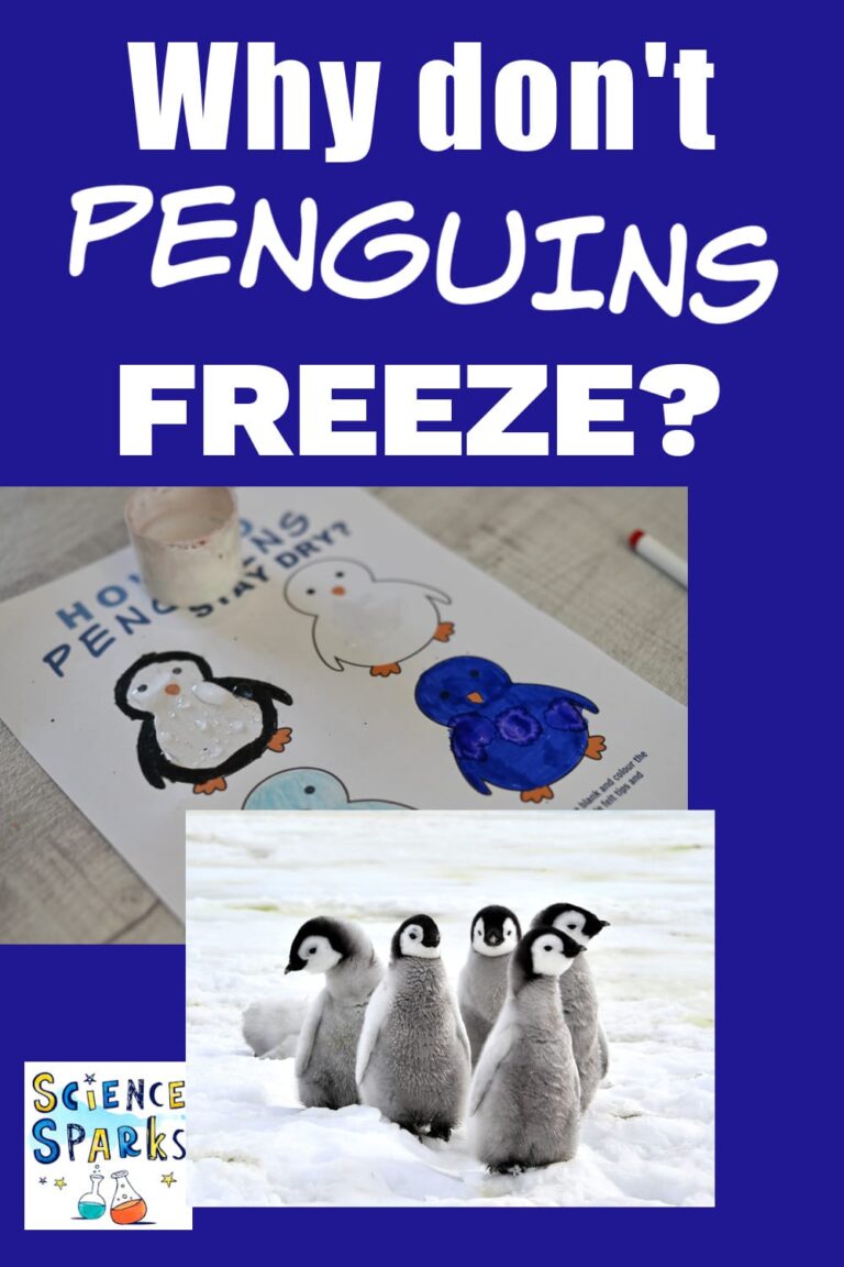 Why don’t penguins freeze? Scientific experiment