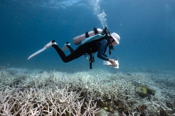 Coral collapse signals Earth’s first climate tipping point
