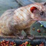 Coffee beans pooped out by civets really are tastier. Here’s why