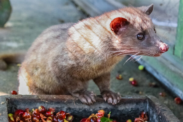 Coffee beans pooped out by civets really are tastier. Here’s why