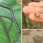 Megascolecidae) along the lower Mekong River basin with descriptions of a new species