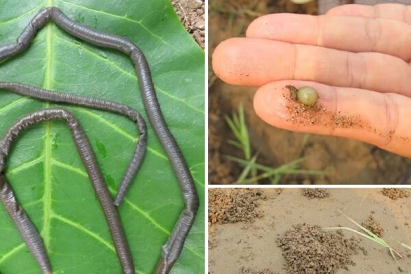 Megascolecidae) along the lower Mekong River basin with descriptions of a new species