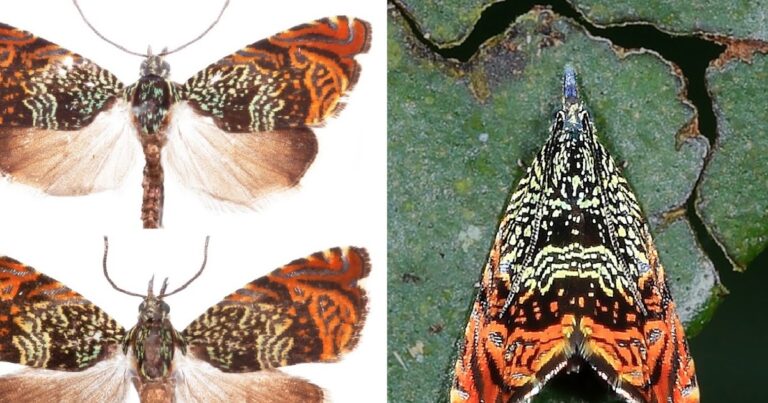 Olethreutinae), a magnificent new genus from Thailand with description of its type species