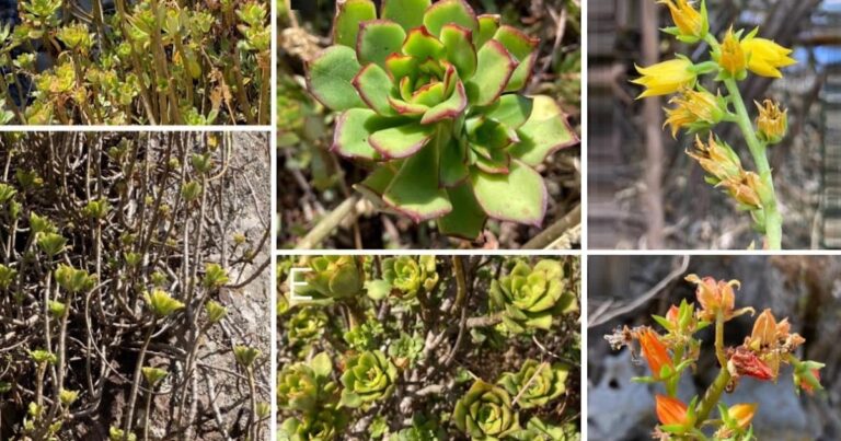 [Botany • 2025] Echeveria machucae (Crassulaceae) • A new species from Jalisco, Mexico