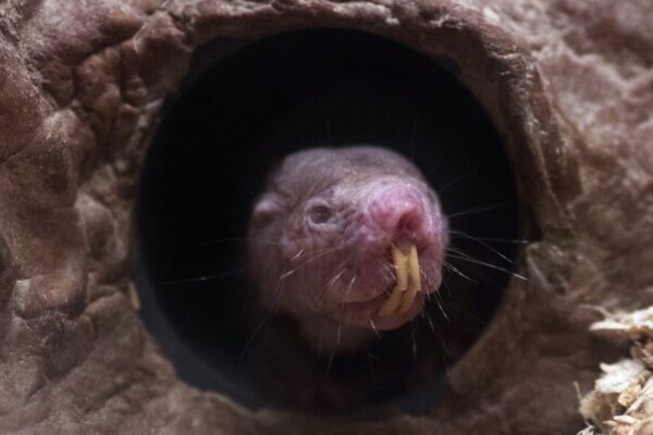 Some naked mole rats are designated bathroom cleaners, study suggests