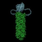 Cells have a crystal trigger that causes them to self-destruct when viruses invade them