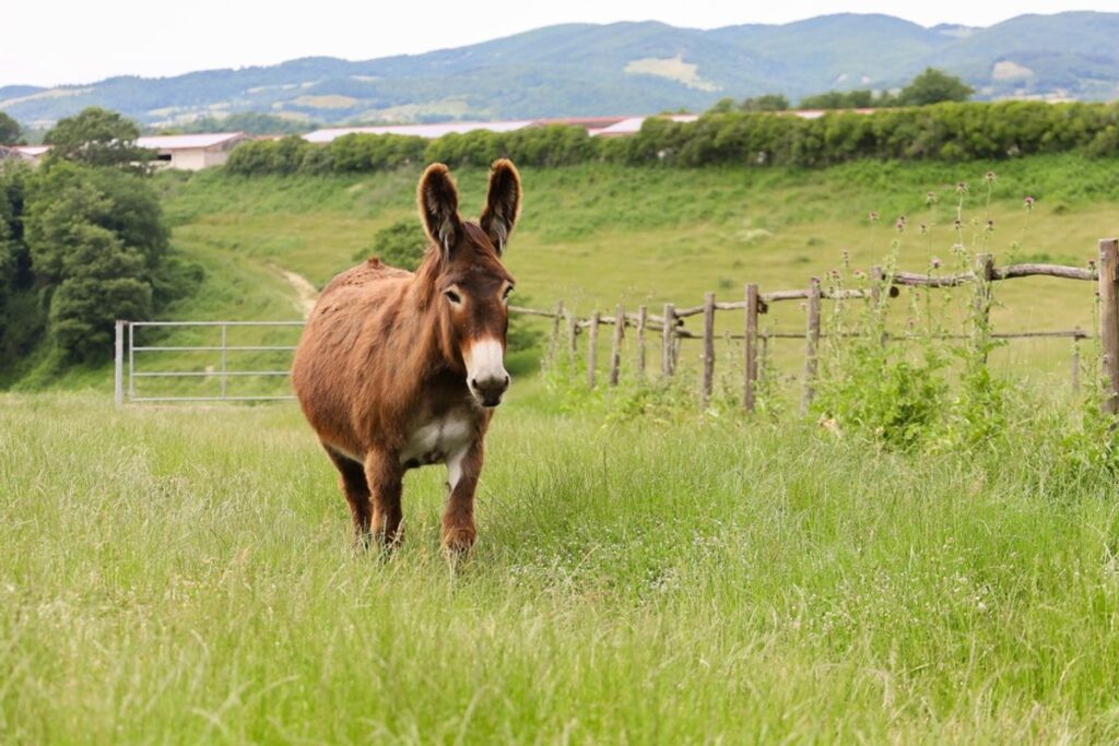 The Jamestown settlers strangely picked up donkeys on their way to the New World and probably ate them