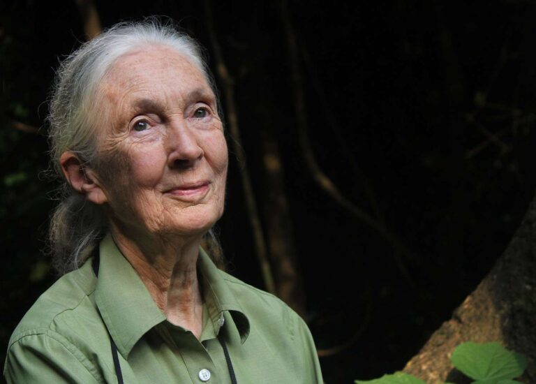 Jane Goodall (1934-2025): the girl who dreamed of Africa and taught the world to have hope
