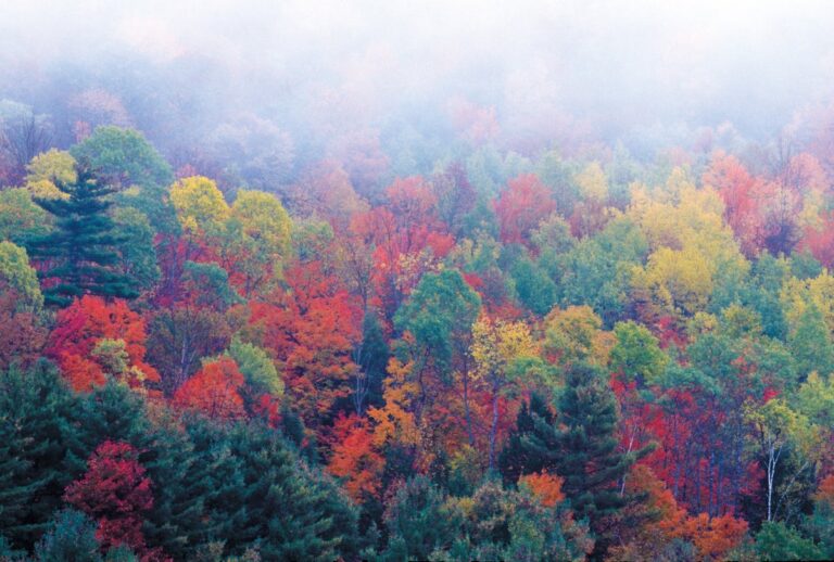 Scientists map microbiome hidden deep in tree trunks