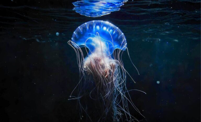 Researchers say it shouldn’t even be there