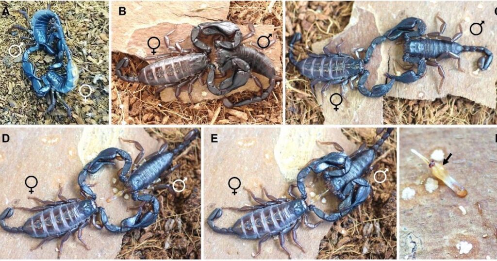 Sexual stings in scorpions: knockout drug or love potion?
