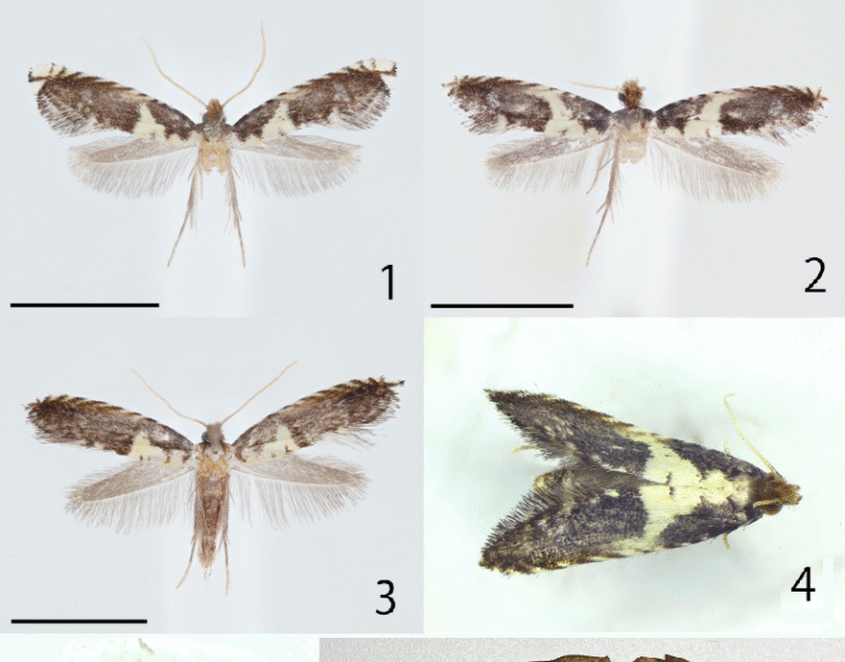 Tineidae) in Japan, with description of a new species