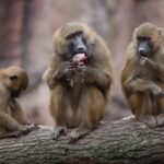 Guinea baboons share meat with family and friends, just like early human foragers would