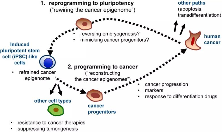 Cellular reprogramming provides a potential new model to study disease progression in cancer