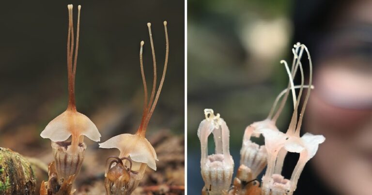 [Botany • 2025] Thismia selangorensis (Thismiaceae) • A new mitriform species from the Thismia sect. Geomitra from Selangor, Malaysia