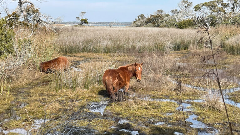 What salt water means for wild horses